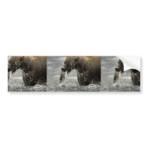 Brown bear feeding on salmon bumper sticker