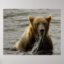 Brown Bear Fishing in Kodiak Posters