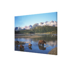 Brown bear, grizzly bear, sow and cubs in stretched canvas print
