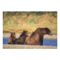 Brown bear, grizzly bear, sow with cubs,