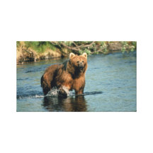 Brown Bear Paddling Gallery Wrapped Canvas