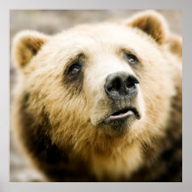 Brown Bear Poster