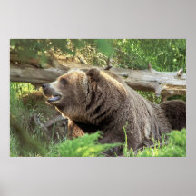 Brown Bear Poster