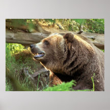 Brown Bear Posters