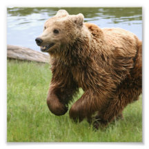 Brown Bear Running Photograph