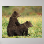 brown bear, Ursus arctos, grizzly bear, Ursus 2