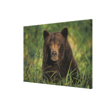 brown bear, Ursus arctos, grizzly bear, Ursus 9 Stretched Canvas Prints