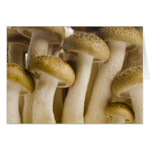 Brown beech mushrooms closeup cards