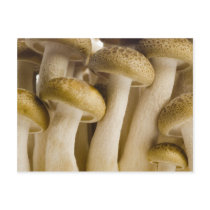 Brown beech mushrooms closeup postcard
