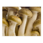 Brown beech mushrooms closeup postcard