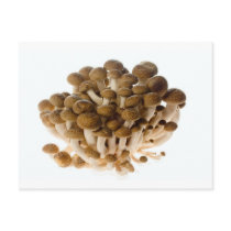 Brown beech mushrooms postcards