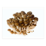 Brown beech mushrooms postcards