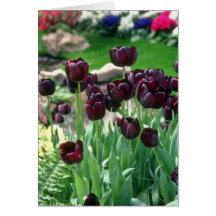 Brown Black Swan Tulip, (Tulipa Gesneriana) flower Card