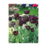 Brown Black Swan Tulip, (Tulipa Gesneriana) flower postcards