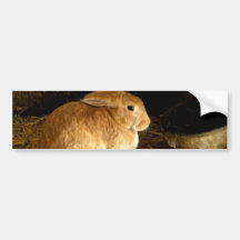 Brown Bunny Bumper Sticker