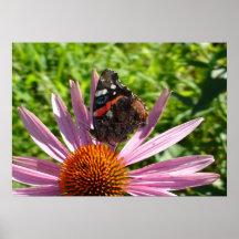 Brown Butterfly and Pink Daisies Posters