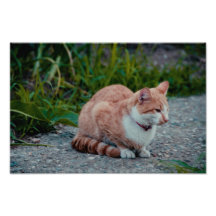 Brown cat art photo