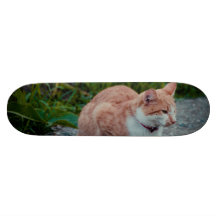 Brown cat skateboards