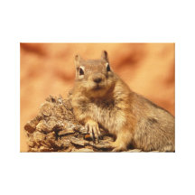 Brown chipmunk canvas print