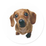 Brown Dachshund Round Sticker