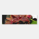 Brown Dendrobium flowers Bumper Sticker