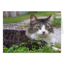 Brown et chat tigré blanc carte de vœux