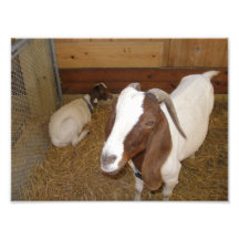 Brown et photo blanche de chèvre
