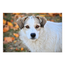 Brown eyed dog photographic print