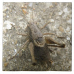 Brown Field Cricket Tile