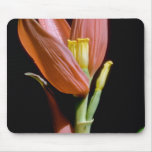 Brown Flowering banana (Musa spp.) flowers Mousepad