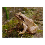 Brown frog close up postcard