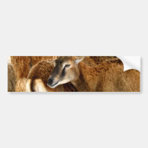 Brown Fuzzies Bumper Sticker