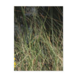 Brown green grass background design photo post card