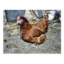 Brown Hen On The Back Yard Postcard