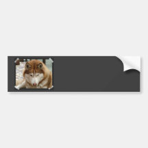 Brown Husky Bumper Stickers