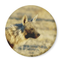 Brown hyena wildlife magnets