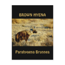 Brown hyena wildlife postcards