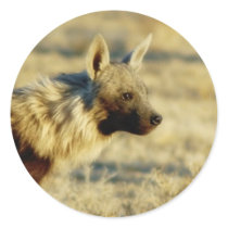 Brown hyena wildlife stickers