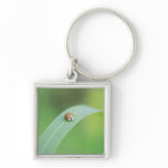Brown ladybug keychain