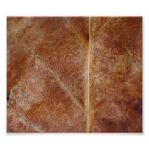 Brown Leaf Leaves Tree Photograph