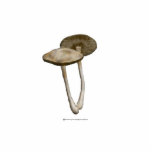 Brown Mushrooms with pink clover Sculpture photo sculptures