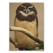Brown Owl Photo