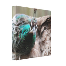 Brown Peacock Canvas Print