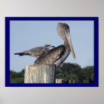 Brown Pelican and Gull Perched on Dock Posts Print