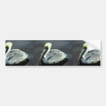 Brown Pelican Bumper Sticker