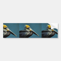 Brown pelican bumper stickers