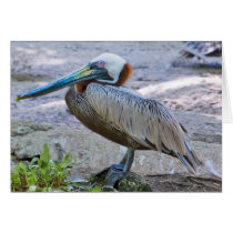 Brown Pelican Card