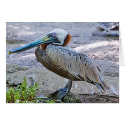 Brown Pelican Card by GrandmaDee