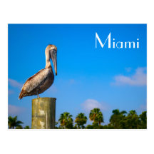 Brown Pelican in Miami - Postcard