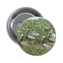 Brown Pelican Nesting Spot Pinback Buttons